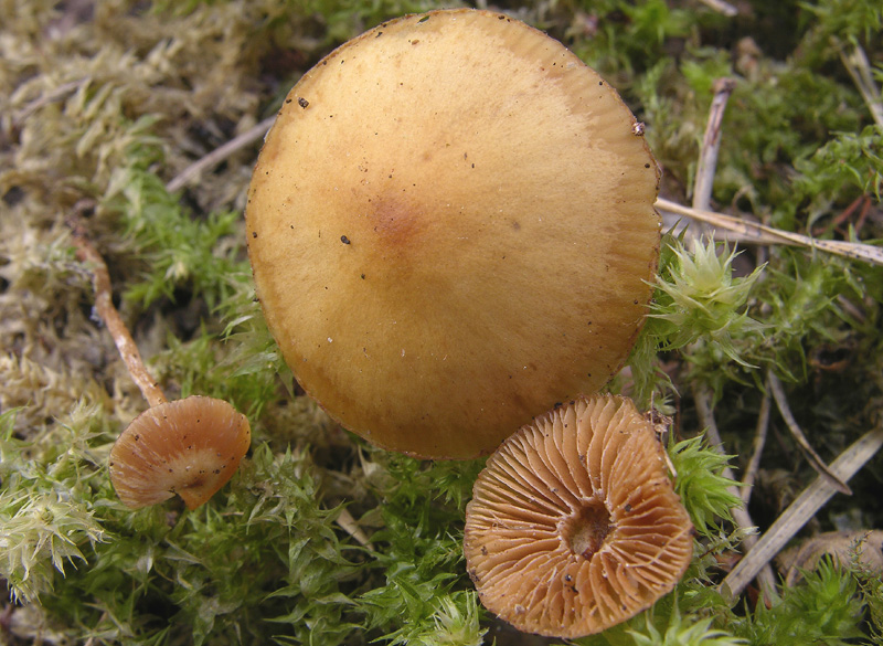 Galerina da determinare n�25.